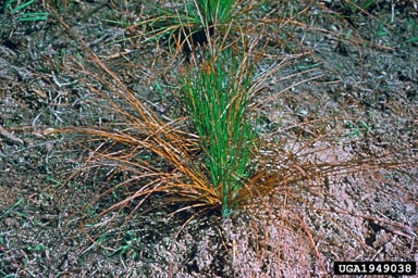 brown spot needle blight of pine (Mycosphaerella dearnessii ) on longleaf pine (Pinus palustris ) - 1949038