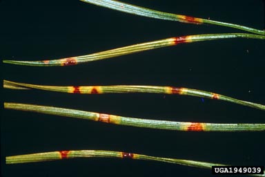 brown spot needle blight of pine (Mycosphaerella dearnessii ) on Scots pine (Pinus sylvestris ) - 1949039