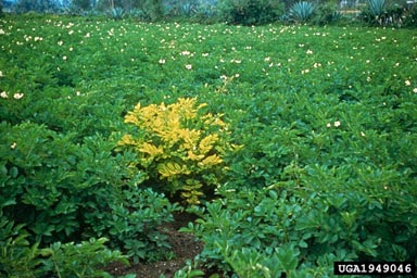 potato yellow vein disease ( PYVD ) on potato (Solanum tuberosum ) - 1949046