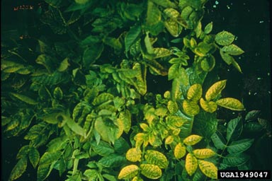 potato yellow vein disease ( PYVD ) on potato (Solanum tuberosum ) - 1949047