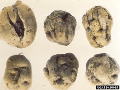 Potato Yellow Dwarf Virus (Nucleorhabdovirus PYDV ) on potato (Solanum tuberosum ) - 1949049