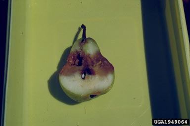 Queensland fruit fly (Bactrocera tryoni ) on common pear (Pyrus communis ) - 1949064