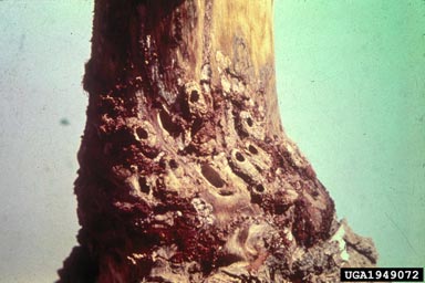 Yosemite bark weevil (Pissodes schwarzi ) on ponderosa pine (Pinus ponderosa ) - 1949072