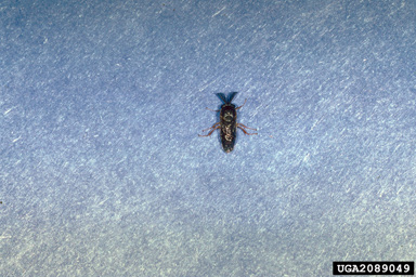 redheaded pine sawfly, Neodiprion lecontei  (Hymenoptera: Diprionidae) - 2089049