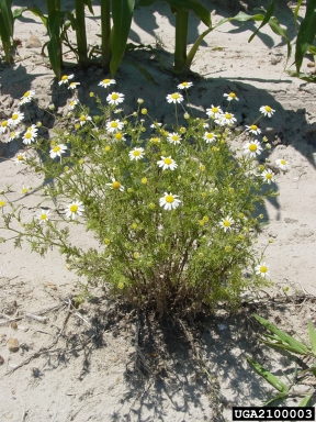 stinking chamomile, Anthemis cotula  (Asterales: Asteraceae) - 2100003