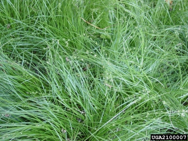 low woodland sedge, Carex socialis  (Cyperales: Cyperaceae) - 2100007