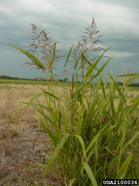 johnsongrass, Sorghum halepense  (Cyperales: Poaceae) - 2100036
