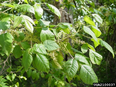 eastern poison-ivy, Toxicodendron radicans  (Sapindales: Anacardiaceae) - 2100037