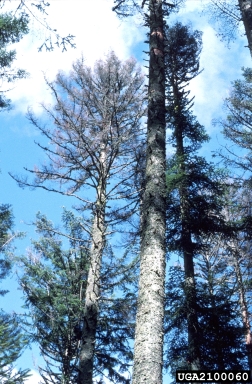 European silver fir weevil (Pissodes piceae ) on silver fir (Abies alba ) - 2100060
