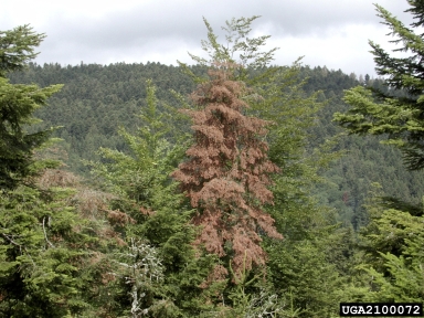 silver fir bark beetle (Pityokteines curvidens ) on silver fir (Abies alba ) - 2100072