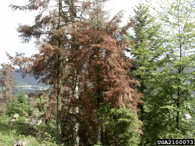 silver fir bark beetle (Pityokteines curvidens ) on silver fir (Abies alba ) - 2100073