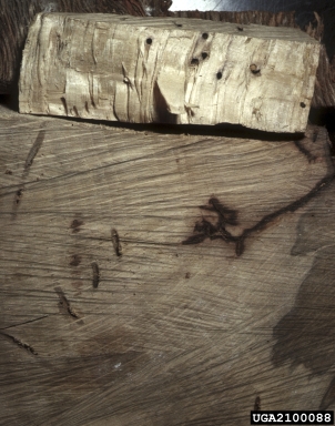 pinhole borer (Platypus cylindrus ) on cork oak (Quercus suber ) - 2100088
