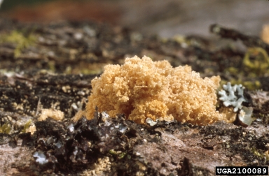pinhole borer (Platypus cylindrus ) on oak (Quercus spp. ) - 2100089