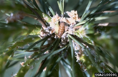 European pine shoot moth (Rhyacionia buoliana ) on pine (Pinus spp. ) - 2100091