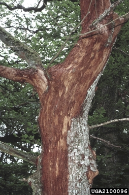 European oak bark beetle (Scolytus intricatus ) on oak (Quercus spp. ) - 2100096