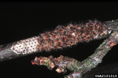 oak processionary moth (Thaumetopoea processionea ) on oak (Quercus spp. ) - 2101010