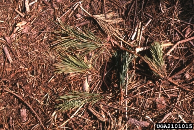 larger pine shoot beetle (Tomicus piniperda ) on pine (Pinus spp. ) - 2101015