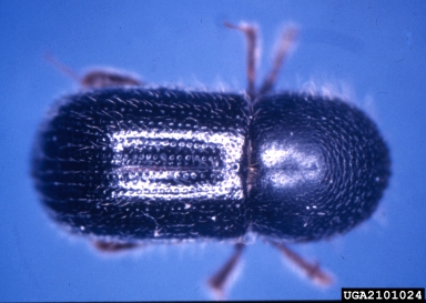 European shot-hole borer, Xyleborus dispar  (Coleoptera: Curculionidae) - 2101024
