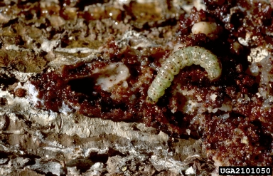 Maritime pine stem borer (Dioryctria sylvestrella ) on pine (Pinus spp. ) - 2101050