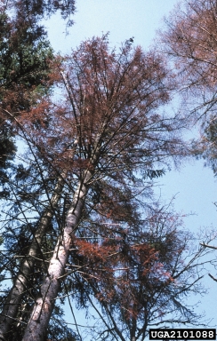 European spruce bark beetle (Ips typographus ) on spruce (Picea spp. ) - 2101088