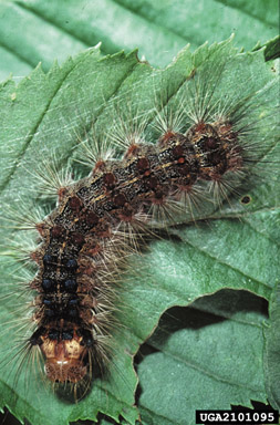gypsy moth (Lymantria dispar ) on European hornbeam (Carpinus betulus ) - 2101095