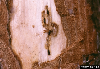 Mediterranean pine engraver beetle (Orthotomicus erosus ) on pine (Pinus spp. ) - 2102010