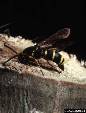 dusky clearwing (Paranthrene tabaniformis ) on aspen/poplar (Populus spp. ) - 2102014