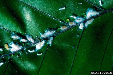 woolly beech aphid (Phyllaphis fagi ) on European beech (Fagus sylvatica ) - 2102015
