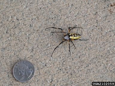 yellow garden spider, Argiope aurantia  (Araneae: Araneidae) - 2102059
