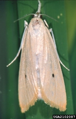 Asiatic rice borer, Chilo suppressalis  (Lepidoptera: Crambidae) - 2102087