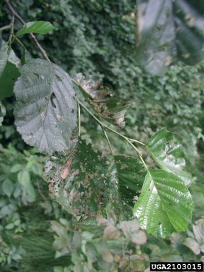 leaf beetle (  ) on alder (Alnus spp. ) - 2103015