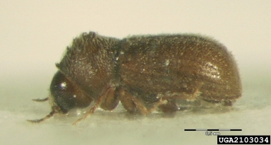 bark beetle, Ernoporus tiliae  (Coleoptera: Curculionidae) - 2103034