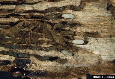 bark beetles (Crypturgus spp. ) on Norway spruce (Picea abies ) - 2103044