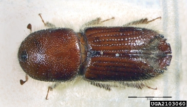 six-spined engraver beetle, Ips sexdentatus  (Coleoptera: Curculionidae) - 2103060
