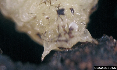 European spruce bark beetle (Ips typographus ) on Norway spruce (Picea abies ) - 2103066