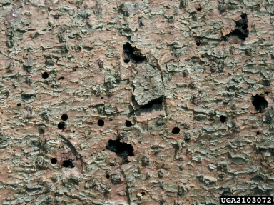 European spruce bark beetle (Ips typographus ) on Norway spruce (Picea abies ) - 2103072