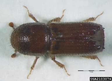 lesser larch bark-beetle, Orthotomicus laricis  (Coleoptera: Curculionidae) - 2103074