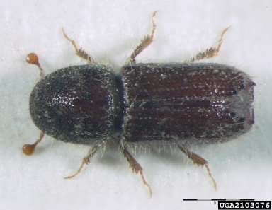 bark beetle, Orthotomicus suturalis  (Coleoptera: Curculionidae) - 2103076