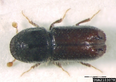 two-toothed pine beetle, Pityogenes bidentatus  (Coleoptera: Curculionidae) - 2103078