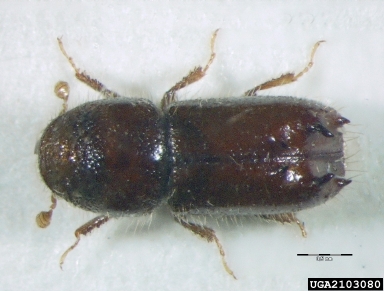 bark beetle, Pityogenes bistridentatus  (Coleoptera: Curculionidae) - 2103080