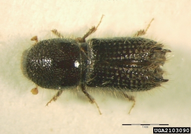 silver fir bark beetle, Pityokteines curvidens  (Coleoptera: Curculionidae) - 2103090