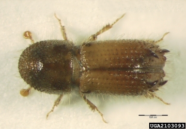 bark beetle, Pityokteines spinidens  (Coleoptera: Curculionidae) - 2103093