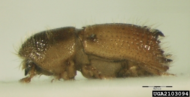 bark beetle, Pityokteines spinidens  (Coleoptera: Curculionidae) - 2103094