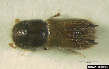 European fir engraver beetle, Pityokteines vorontzowi  (Coleoptera: Curculionidae) - 2103096