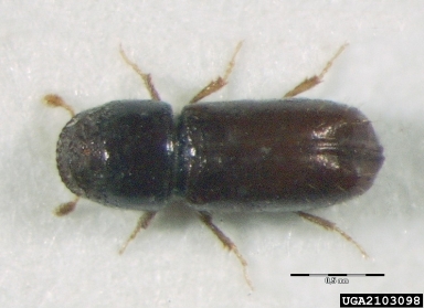 fir bark beetle, Pityophthorus pityographus  (Coleoptera: Curculionidae) - 2103098
