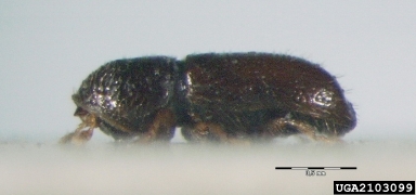 fir bark beetle, Pityophthorus pityographus  (Coleoptera: Curculionidae) - 2103099