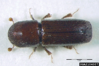 ambrosia beetle, Xyleborus monographus  (Coleoptera: Curculionidae) - 2104007