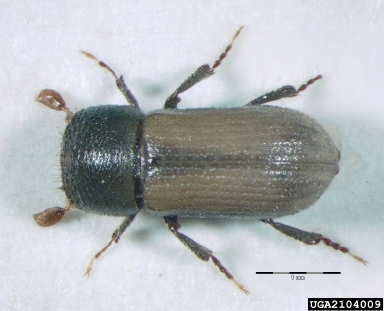 European hardwood ambrosia beetle, Trypodendron domesticum  (Coleoptera: Curculionidae) - 2104009