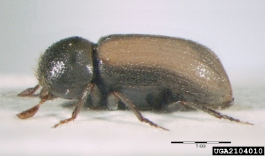 European hardwood ambrosia beetle, Trypodendron domesticum  (Coleoptera: Curculionidae) - 2104010