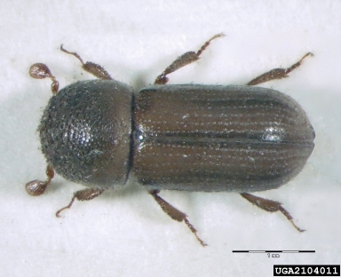 striped ambrosia beetle, Trypodendron lineatum  (Coleoptera: Curculionidae) - 2104011